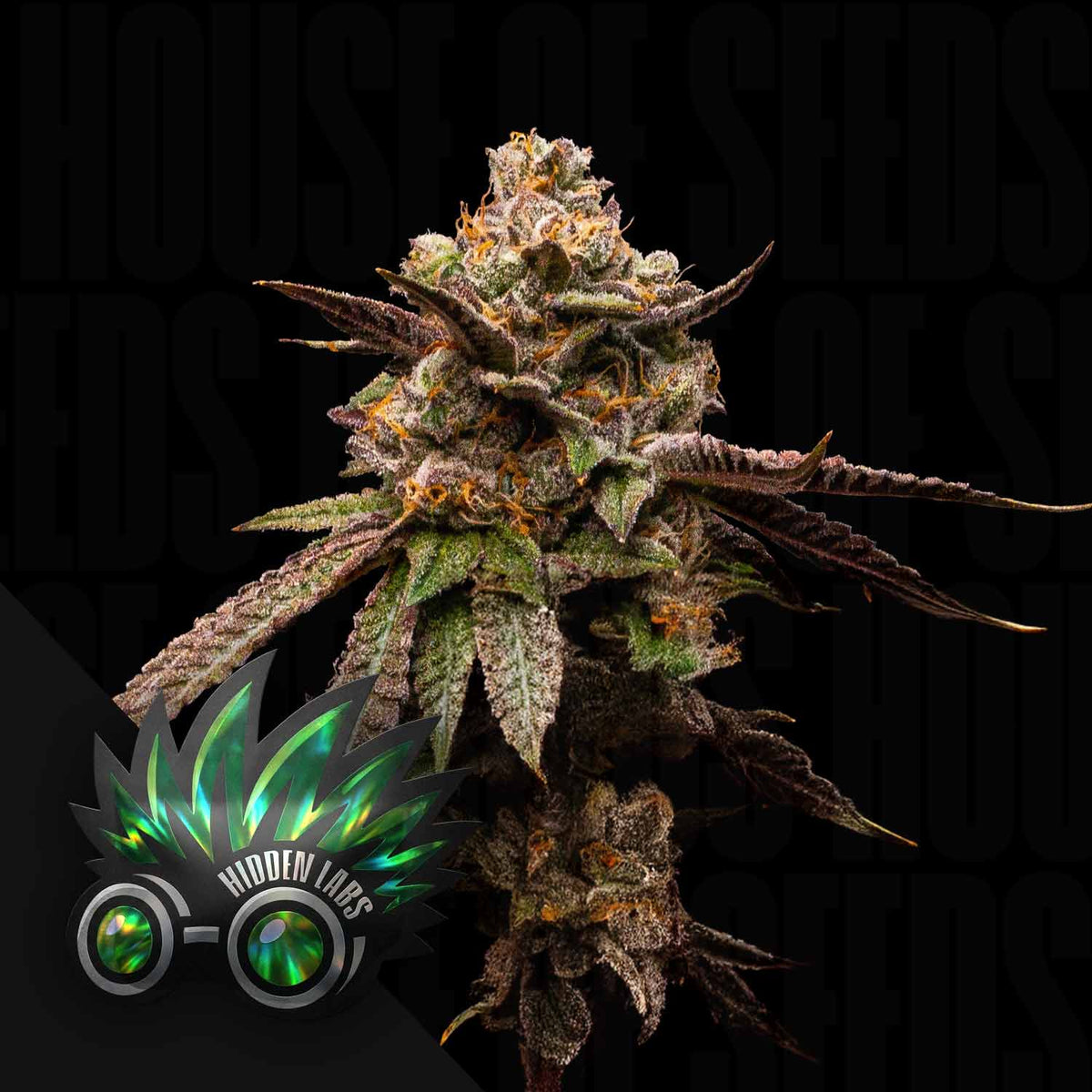 Hidden Labs - Sonic Slice Auto