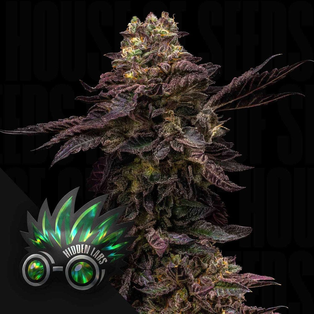 Hidden Labs - Tropical Runtz F4 Auto