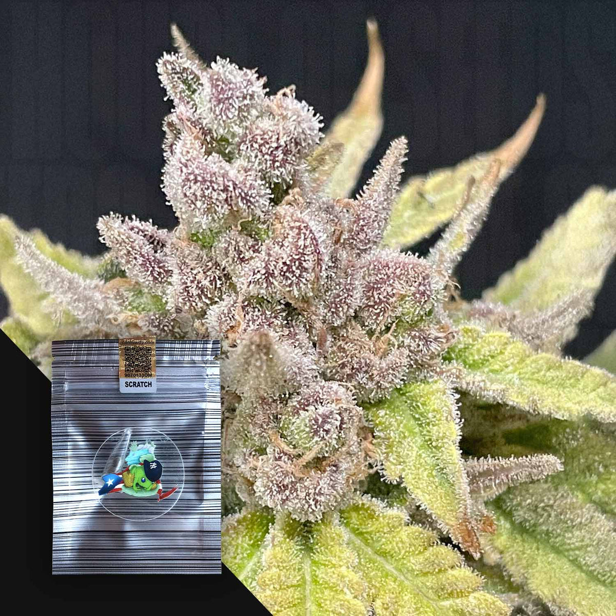 N.Y.Ceeds - Queens Zugar Cookie