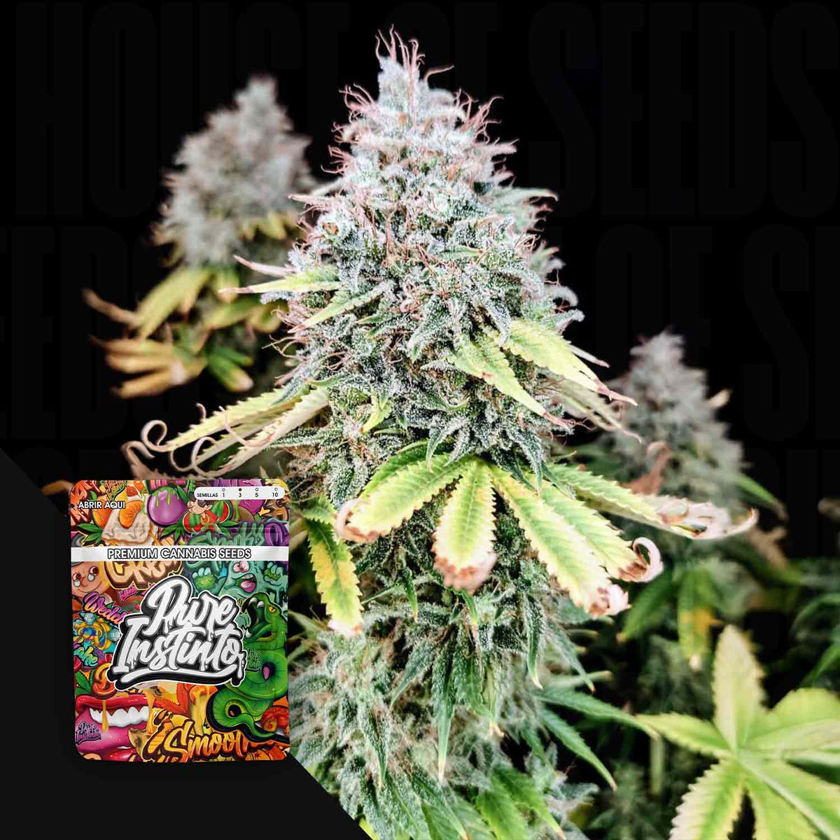 Pure Instinto - Apple OG