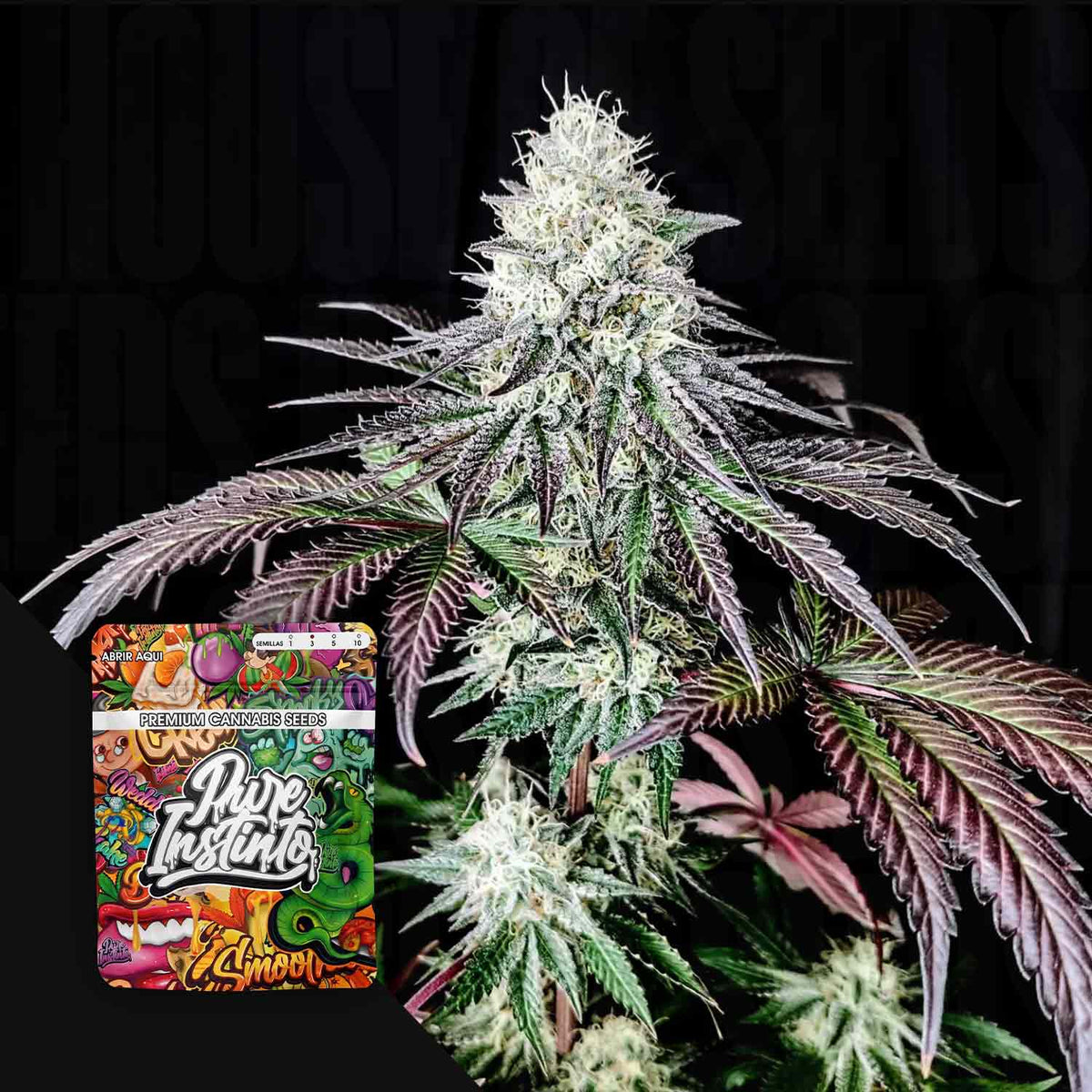 Pure Instinto - Garlic Cookies