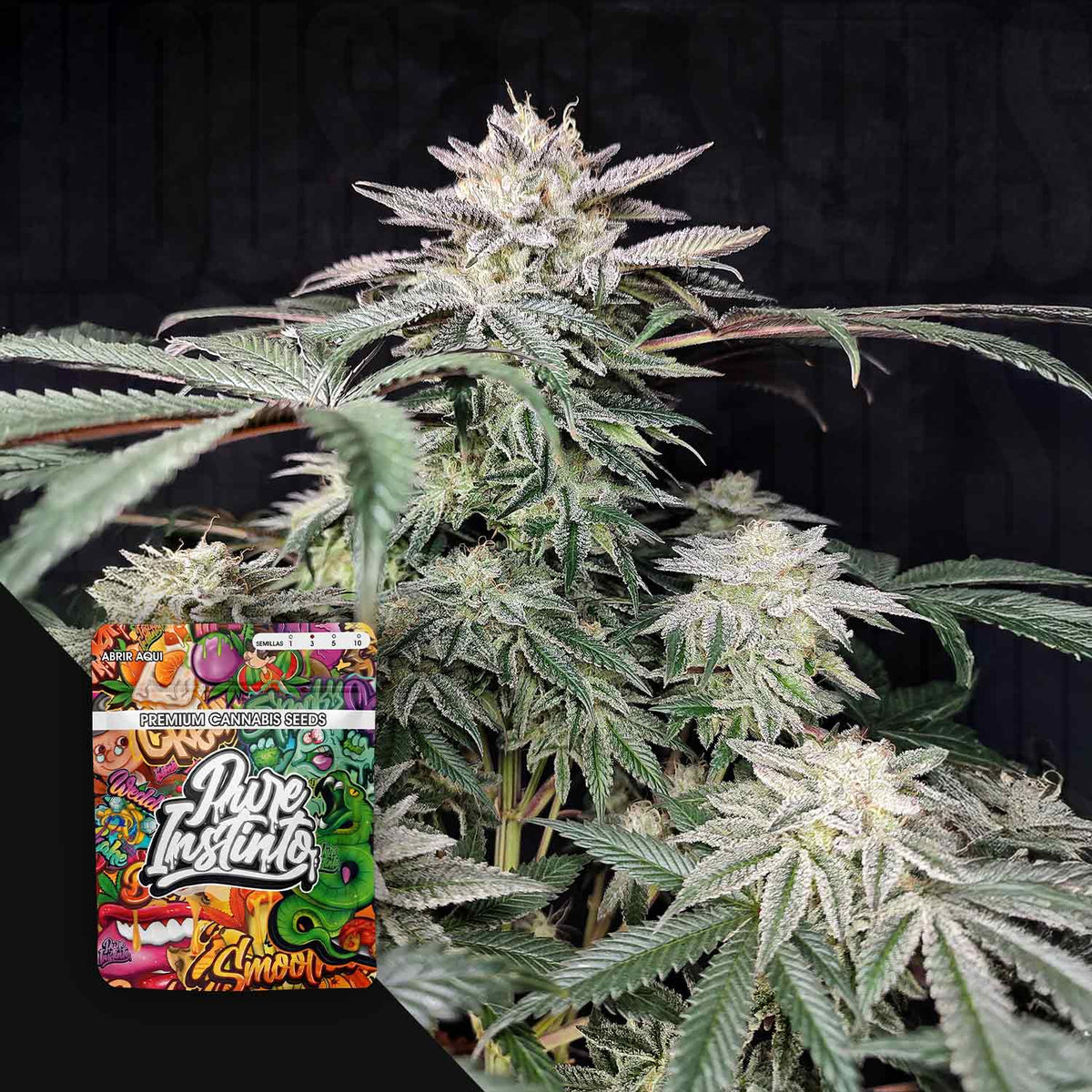 Pure Instinto - Golden Truffle