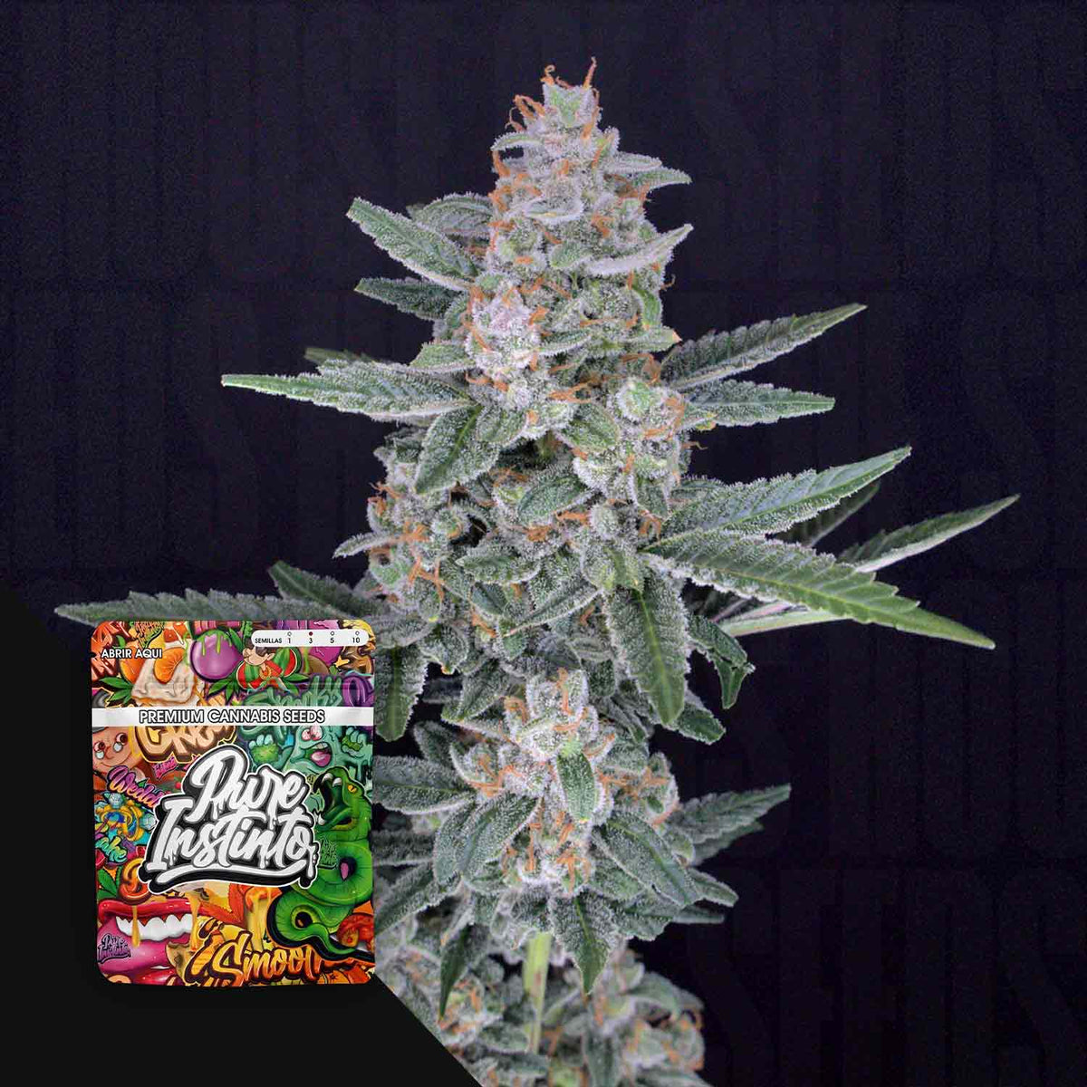 Pure Instinto - HB Dunkinz
