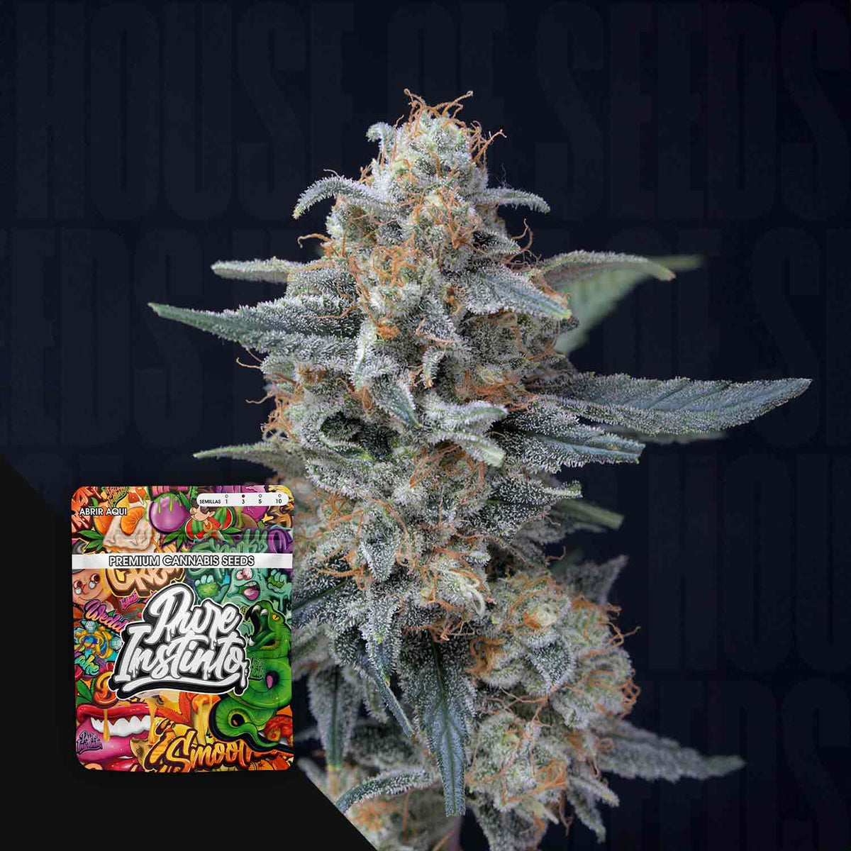 Pure Instinto - Honeyed Cream dream