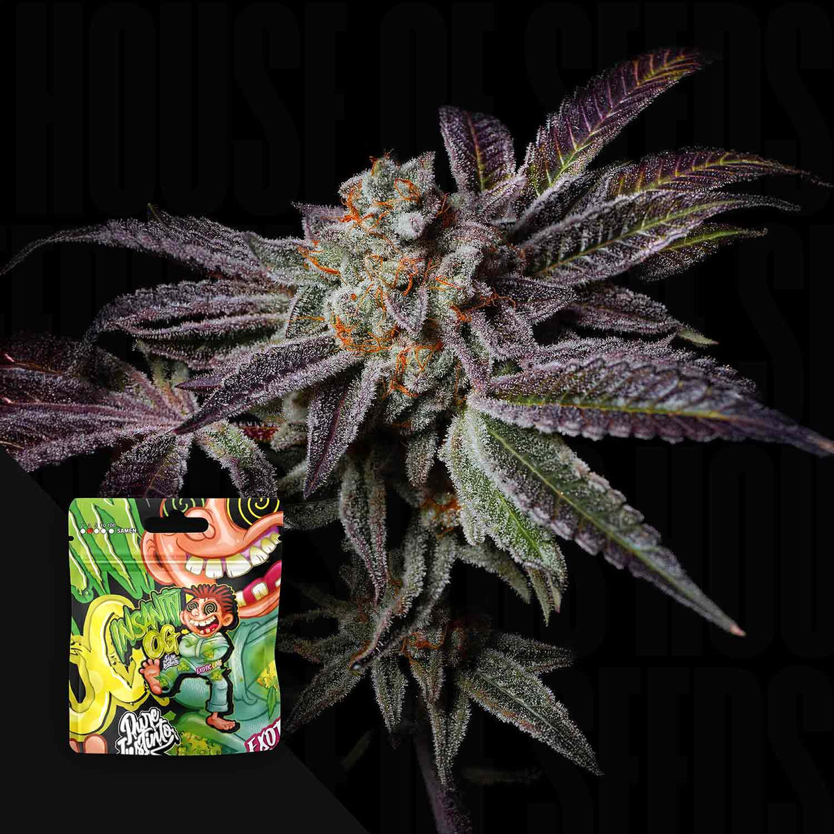Pure Instinto - Insanity OG