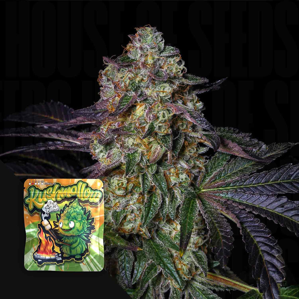 Pure Instinto - Kushmallow