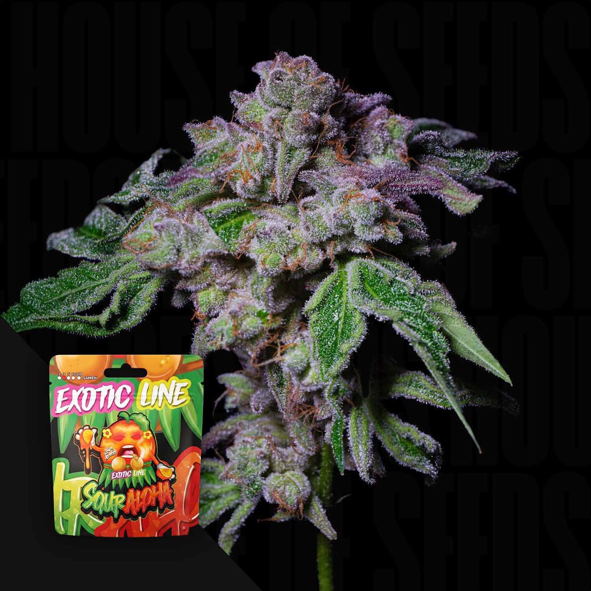 Pure Instinto - Sour Aloha