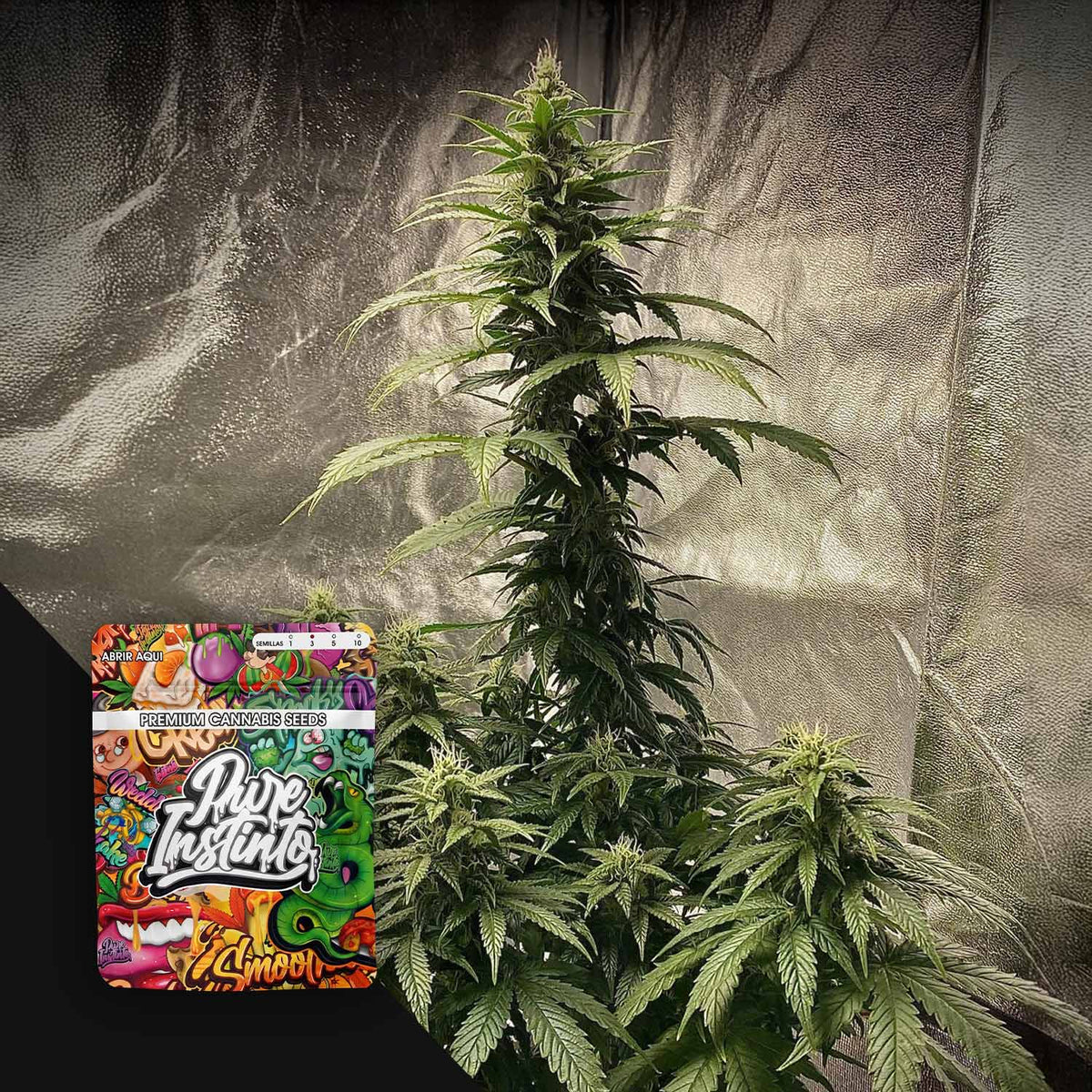 Pure Instinto - Strawberry Shortcake Auto