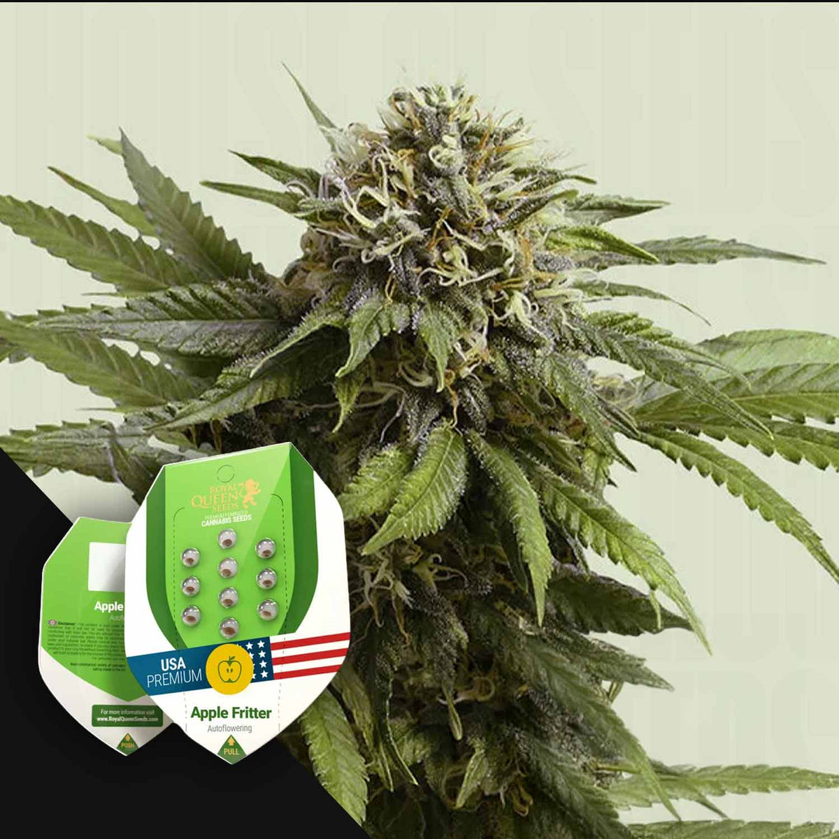 Royal Queen Seeds - Apple Fritter AUTO