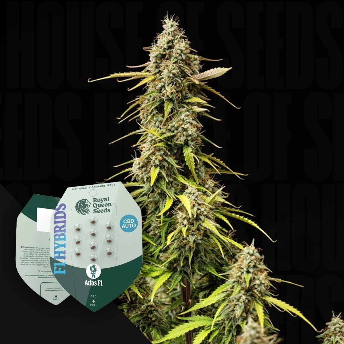Royal Queen Seeds - Atlas F1