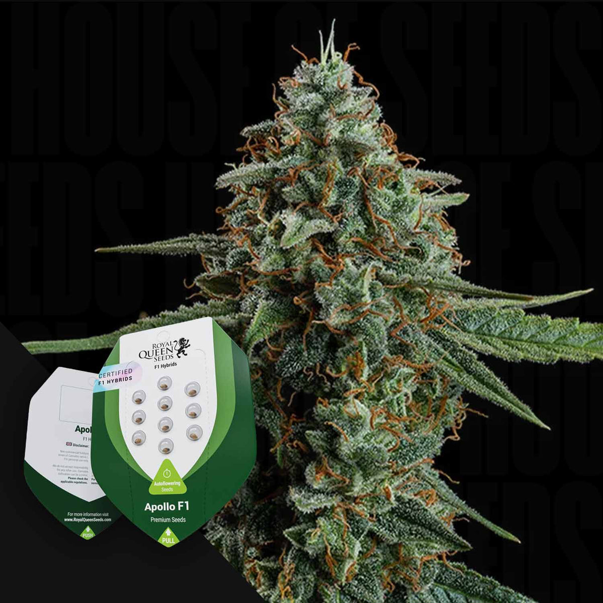 Royal Queen Seeds - Apollo F1