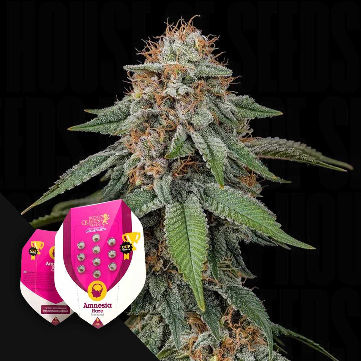 Royal Queen Seeds - Amnesia Haze