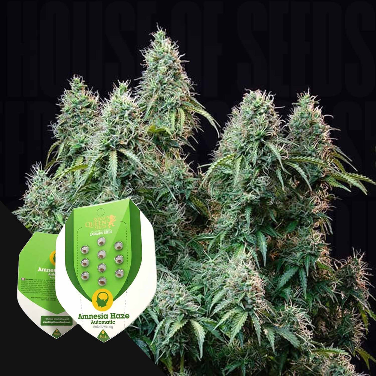 Royal Queen Seeds - Amnesia Haze Auto