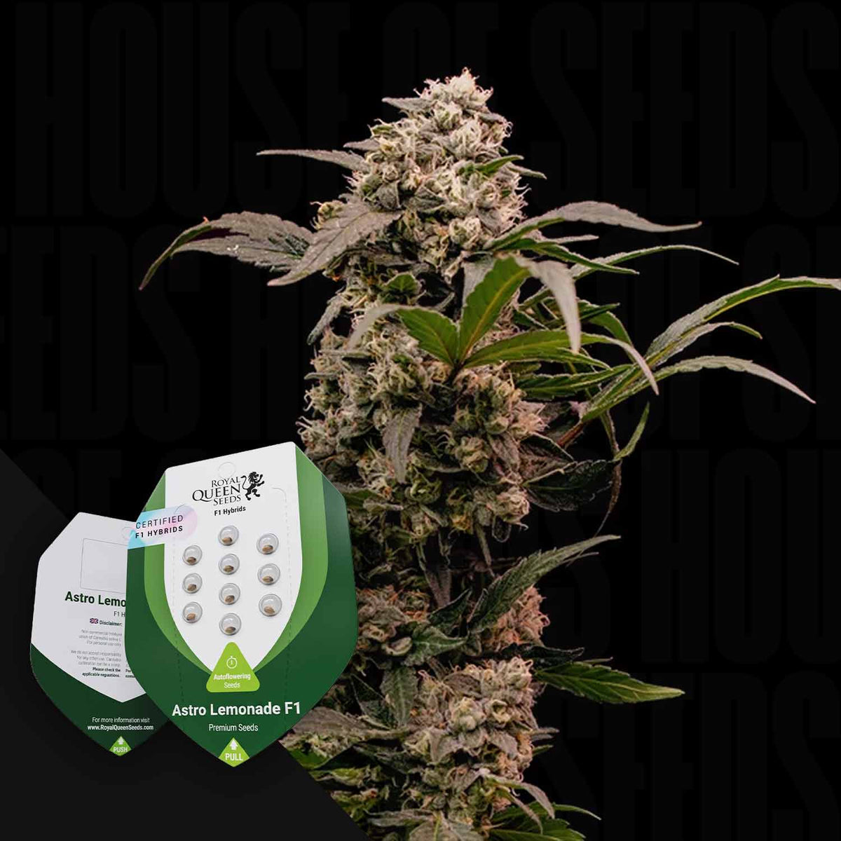 Royal Queen Seeds - Astro Lemonade F1