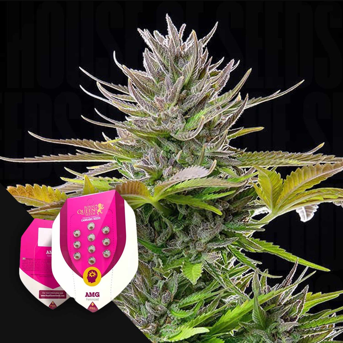 Royal Queen Seeds - AMG