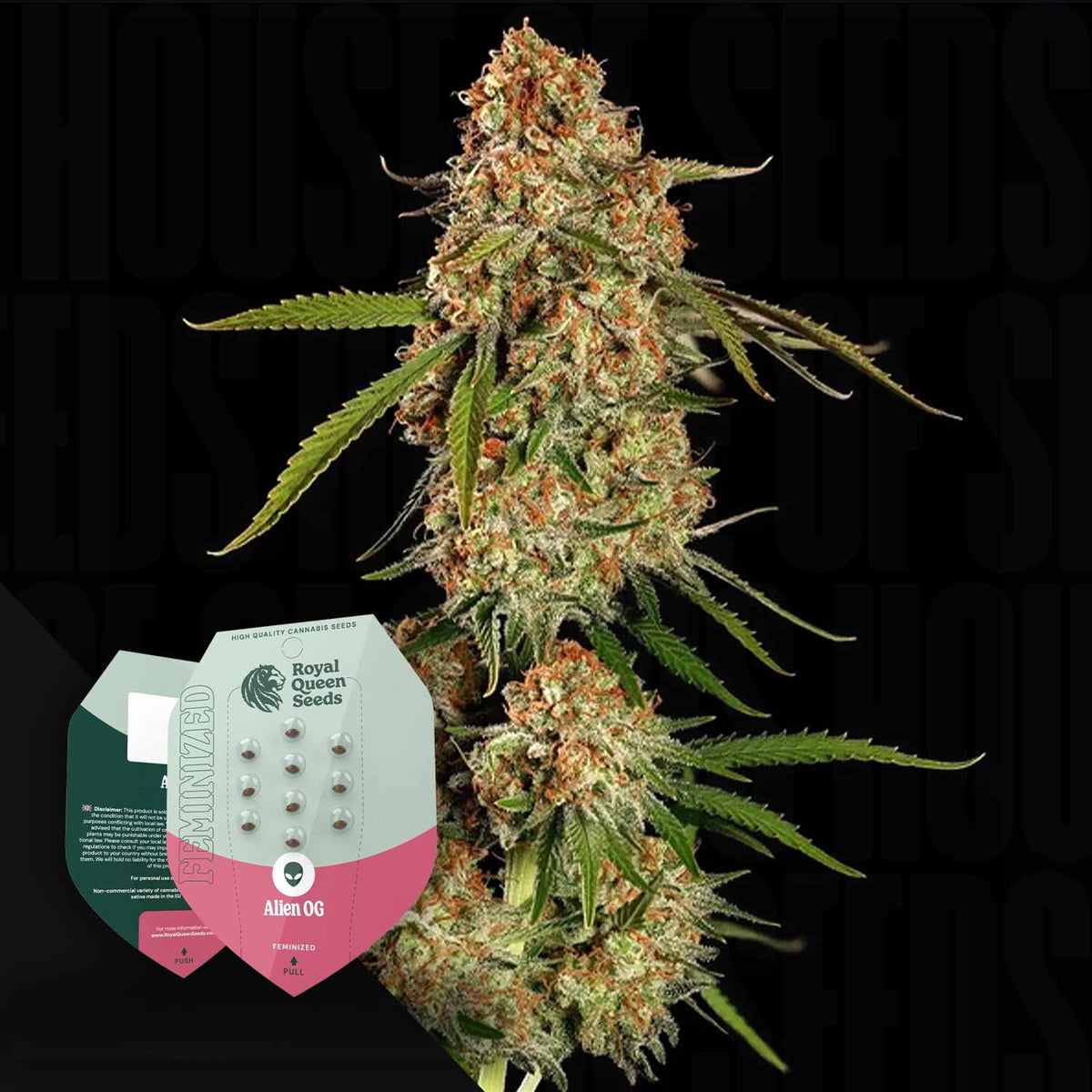 Royal Queen Seeds - Alien OG