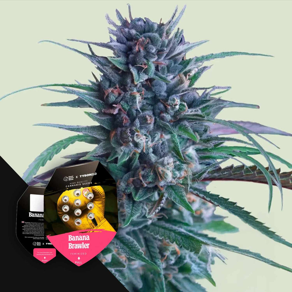 Royal Queen Seeds - Banana Brawler