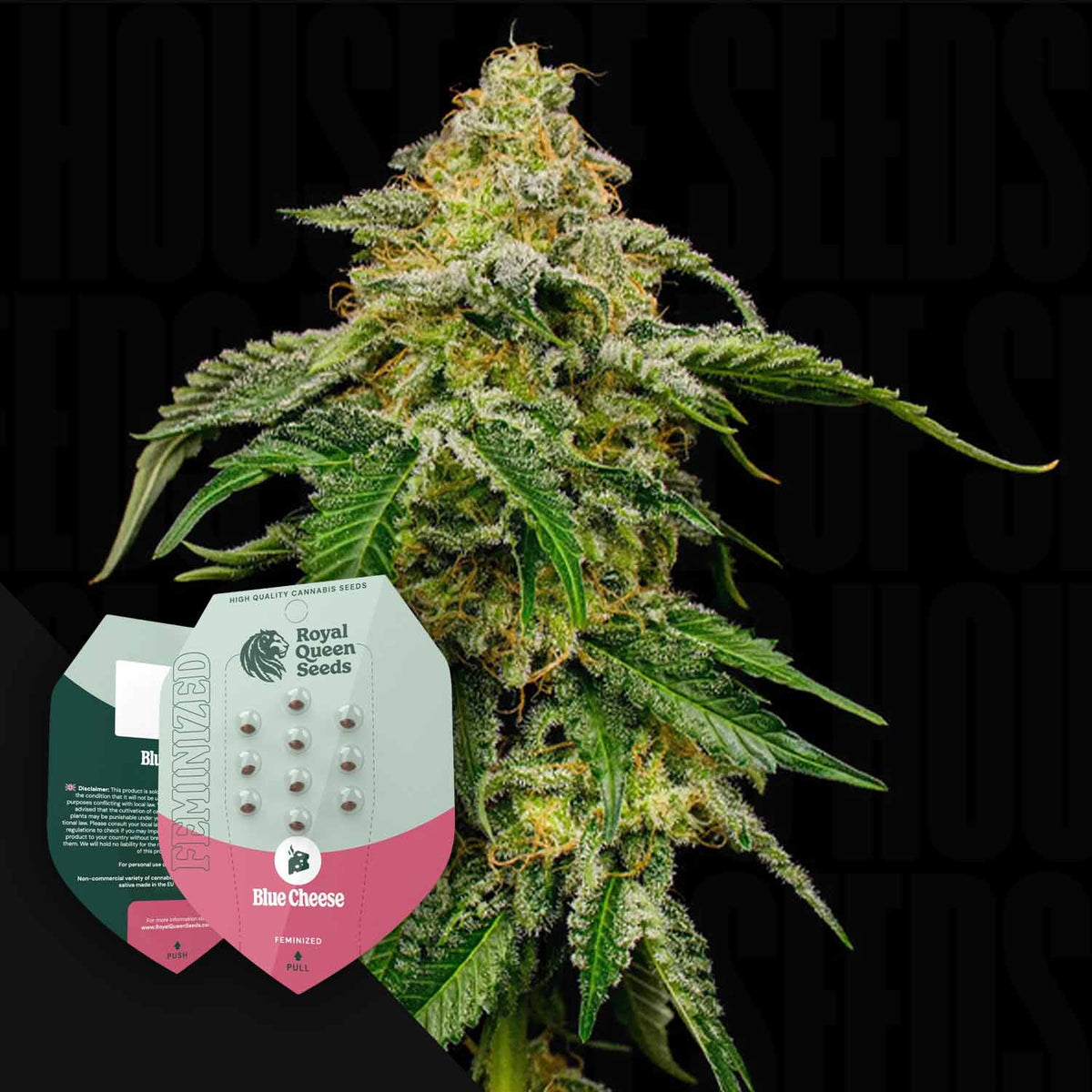 Royal Queen Seeds - Blue Cheese