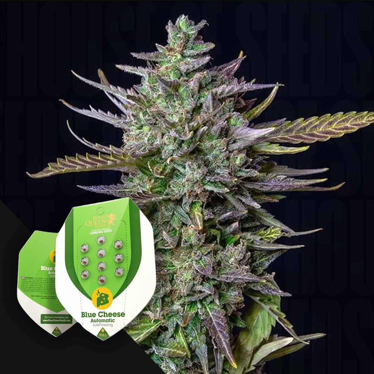 Royal Queen Seeds - Blue Cheese Auto