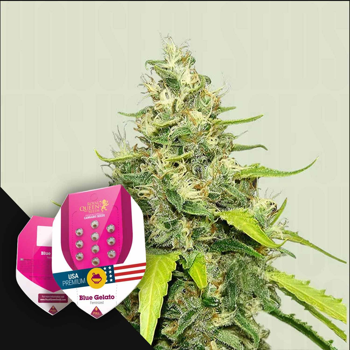 Royal Queen Seeds - Blue Gelato