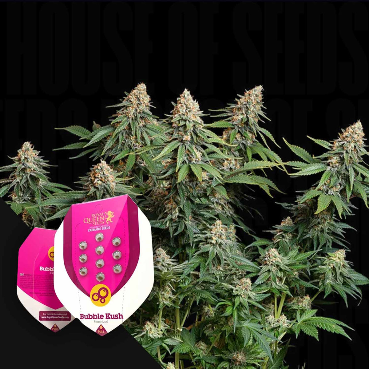 Royal Queen Seeds - Bubble Kush