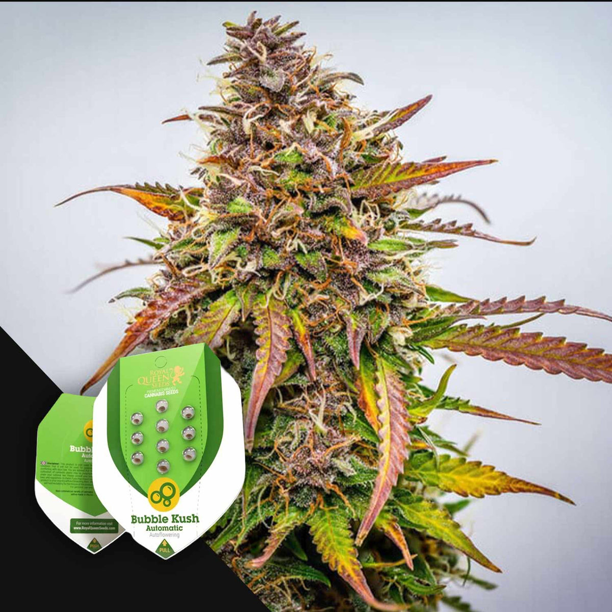 Royal Queen Seeds - Bubble Kush Auto