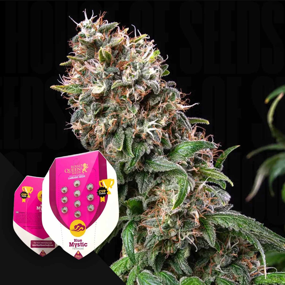 Royal Queen Seeds - Blue Mystic