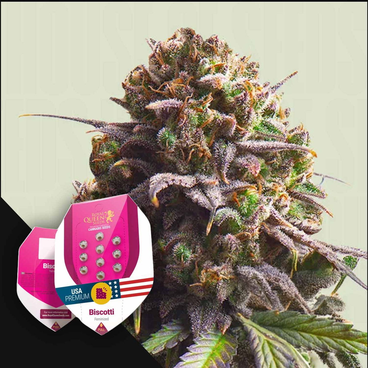 Royal Queen Seeds - Biscotti