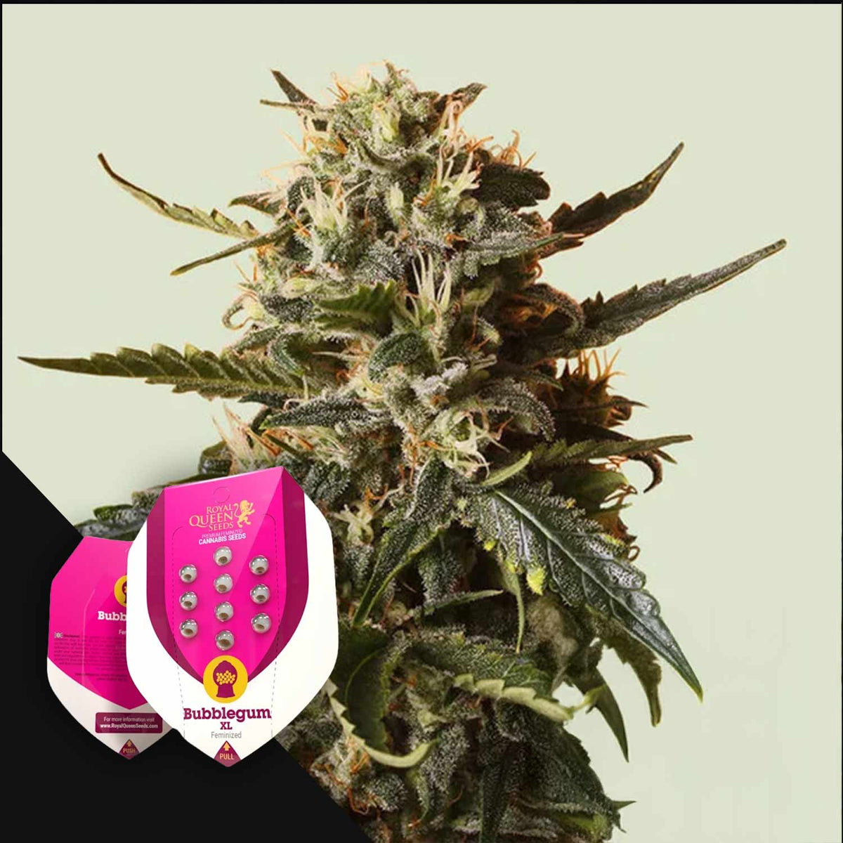Royal Queen Seeds - Bubblegum XL