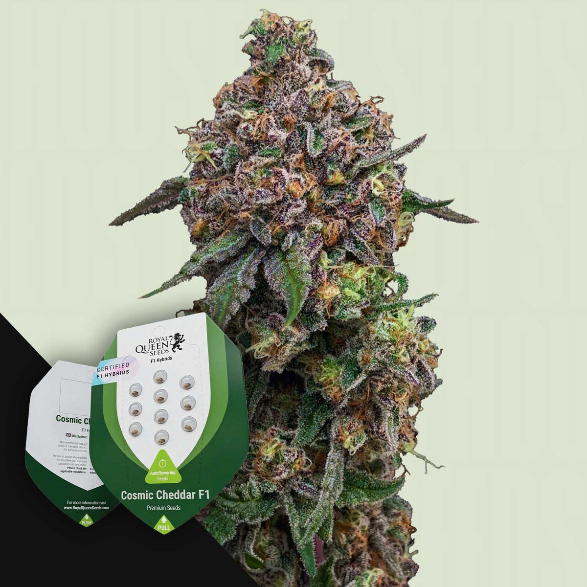 Royal Queen Seeds - Cosmic Cheddar F1