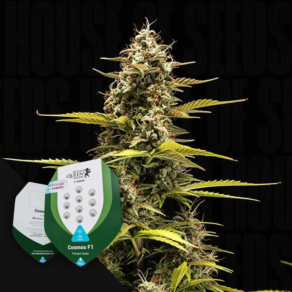 Royal Queen Seeds - Cosmos F1