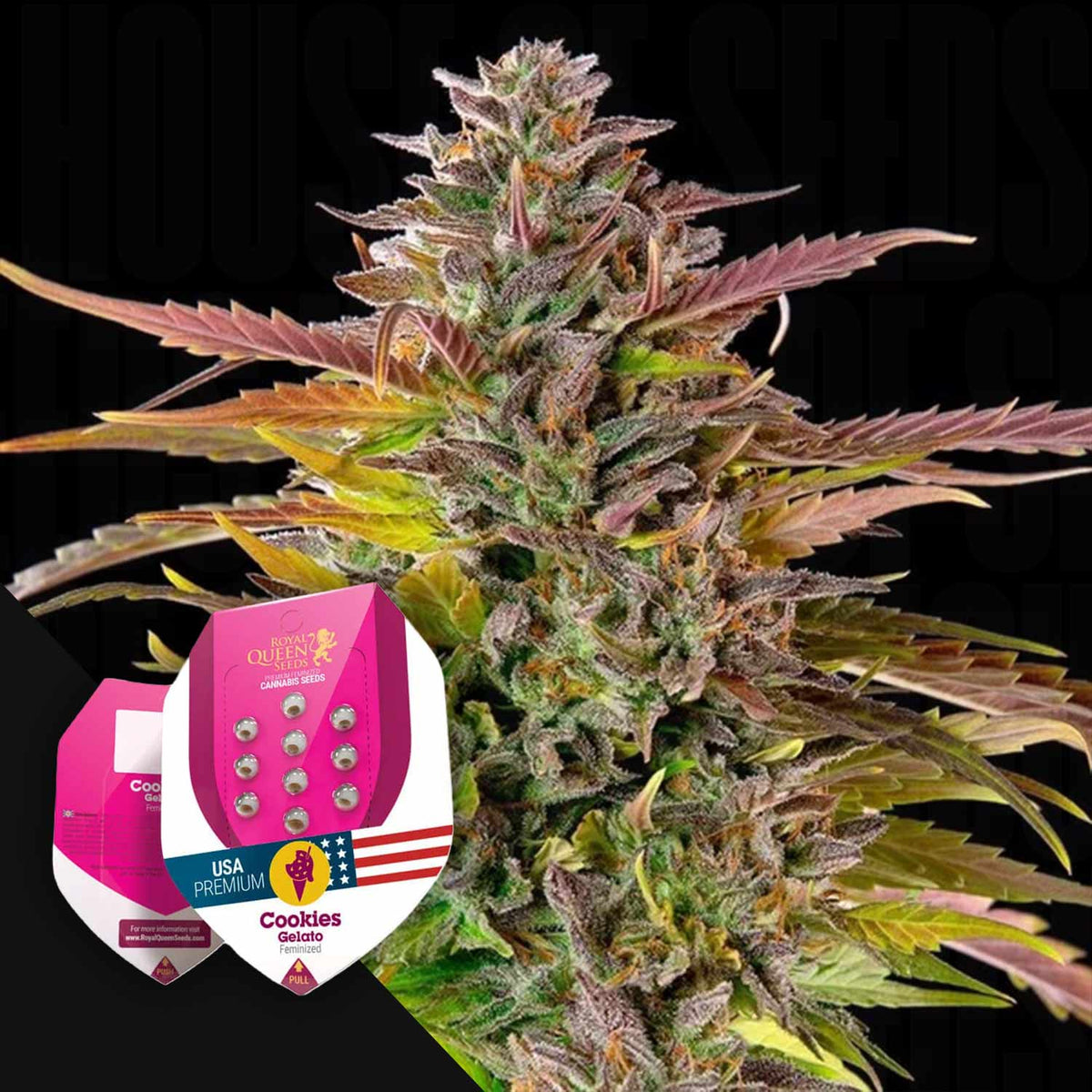 Royal Queen Seeds - Cookies Gelato