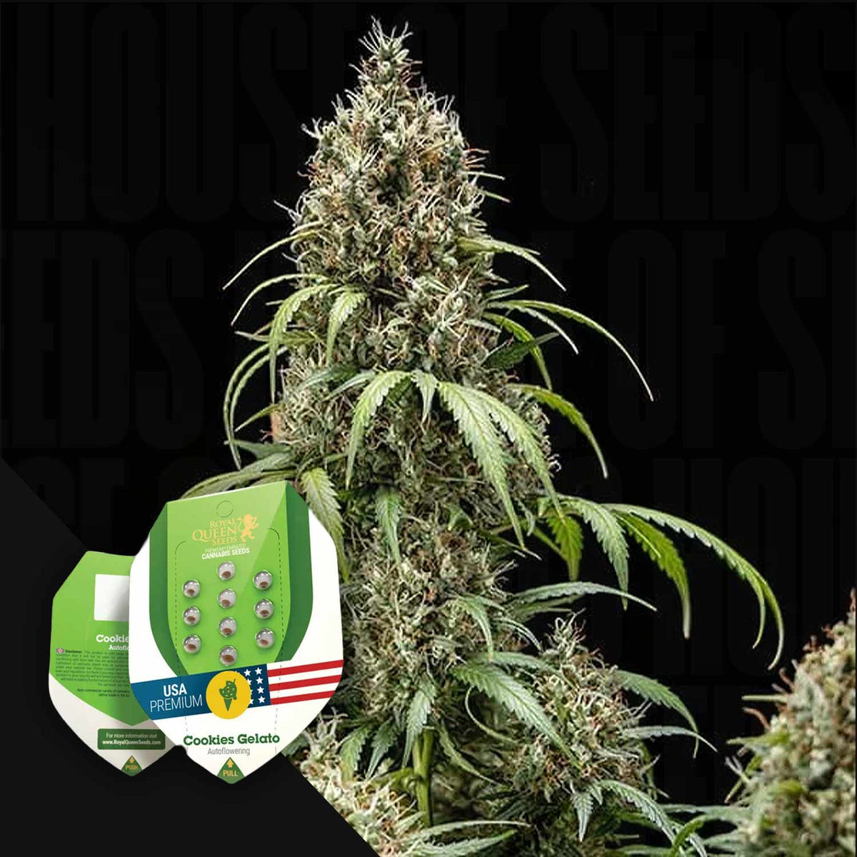 Royal Queen Seeds - Cookies Gelato Auto