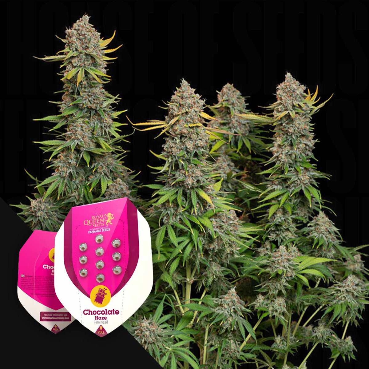Royal Queen Seeds - Chocolate Haze