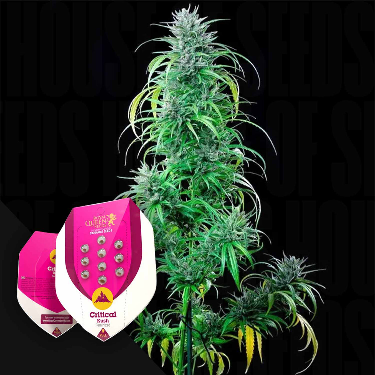 Royal Queen Seeds - Critical Kush