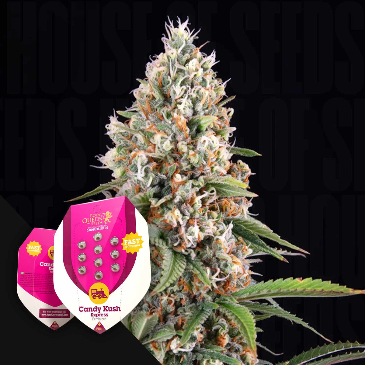 Royal Queen Seeds - Candy Kush Express (Fast Flowering)