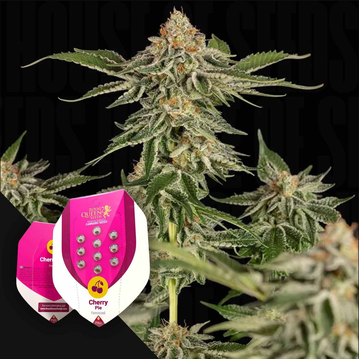 Royal Queen Seeds - Cherry Pie