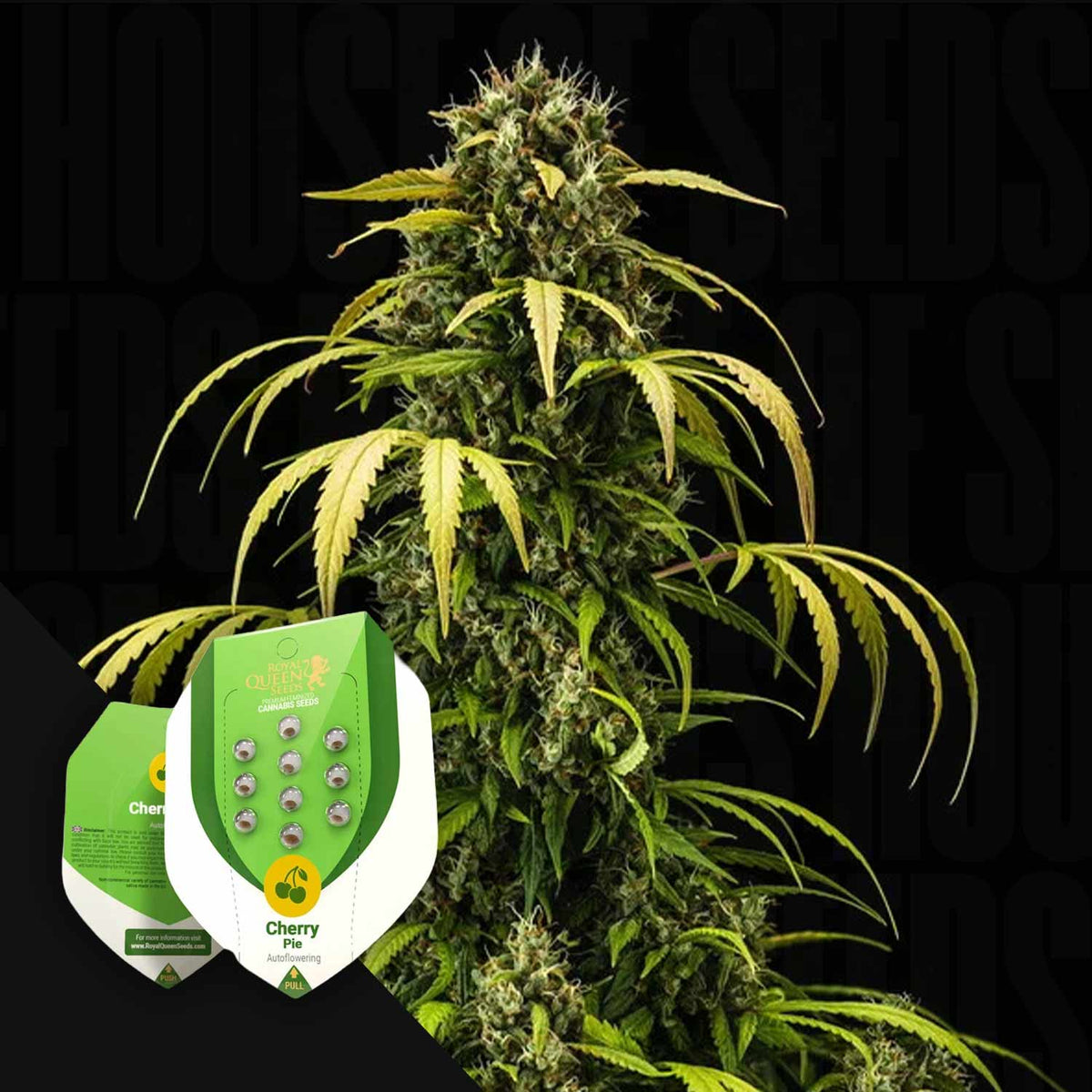 Royal Queen Seeds - Cherry Pie Auto