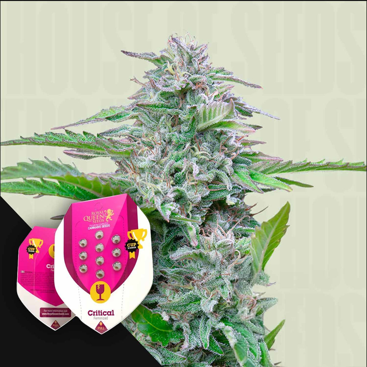 Royal Queen Seeds - Critical