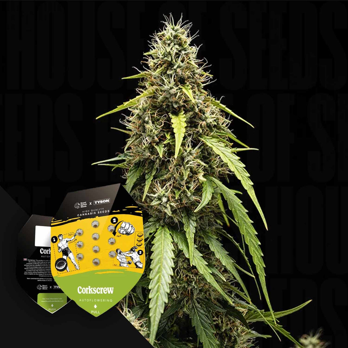 Royal Queen Seeds - Corkscrew Auto