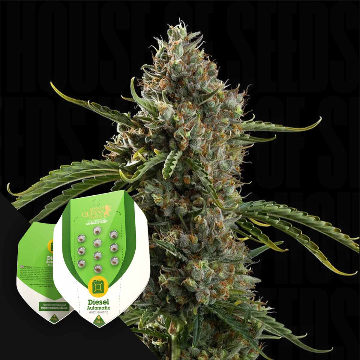 Royal Queen Seeds - Diesel Auto