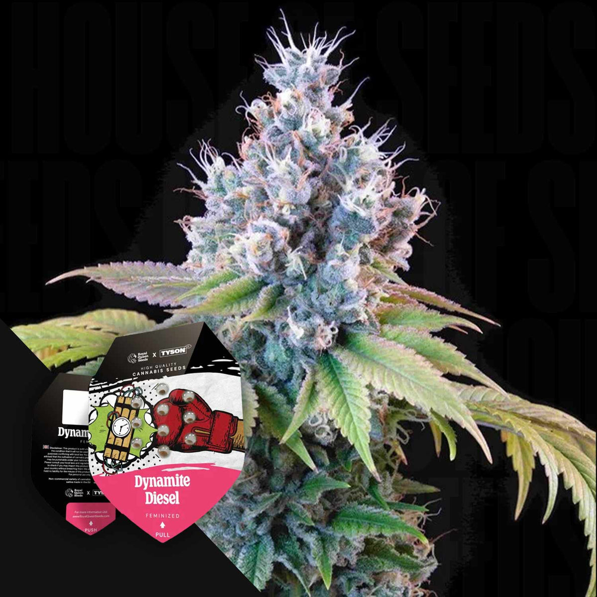 Royal Queen Seeds - Dynamite Diesel