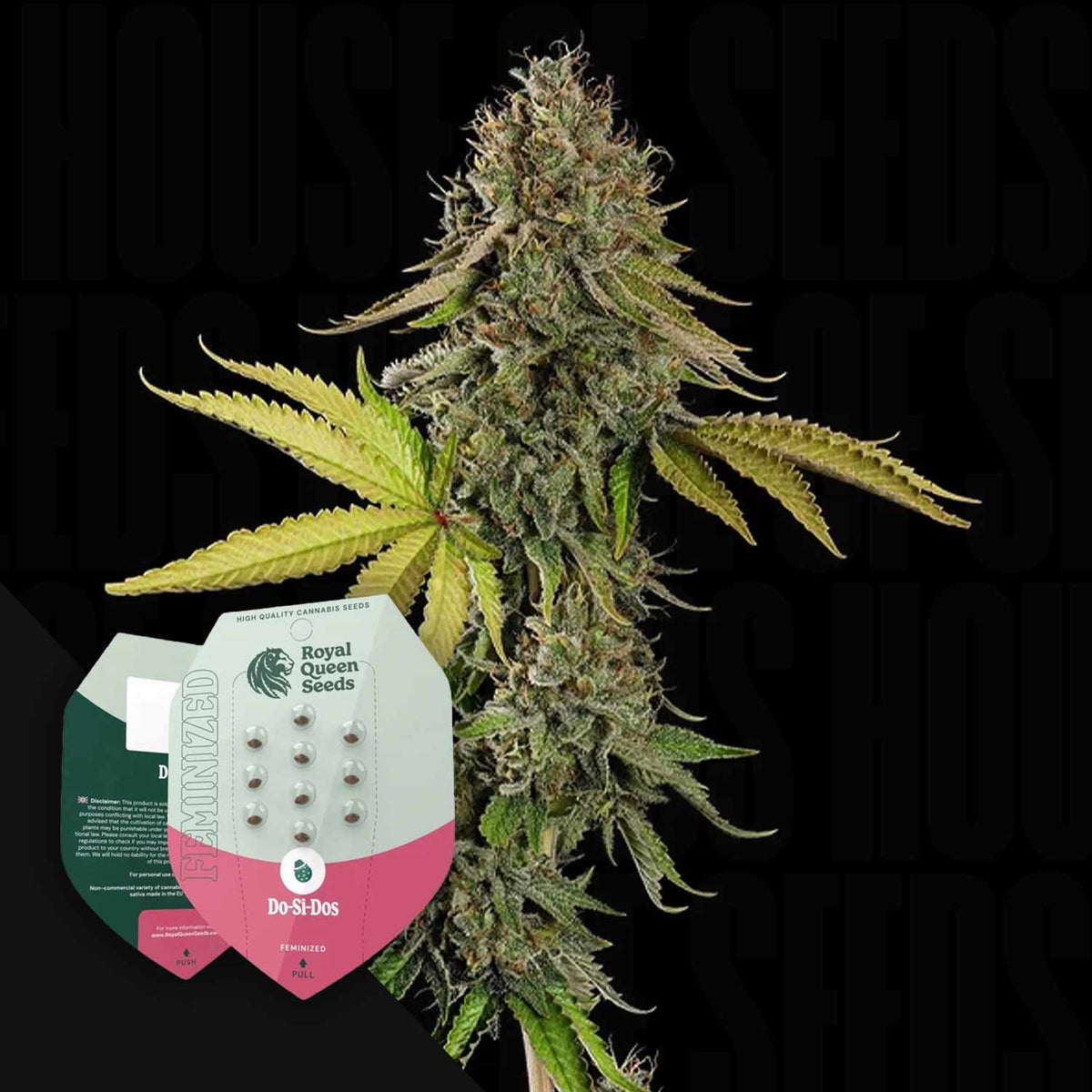 Royal Queen Seeds - Do-si-dos