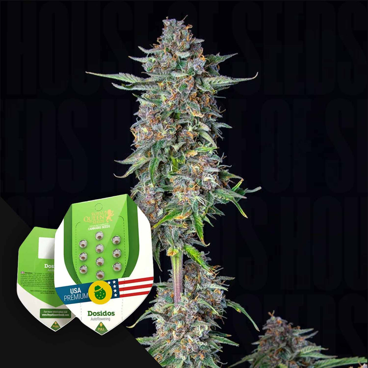 Royal Queen Seeds - Do-si-dos Auto