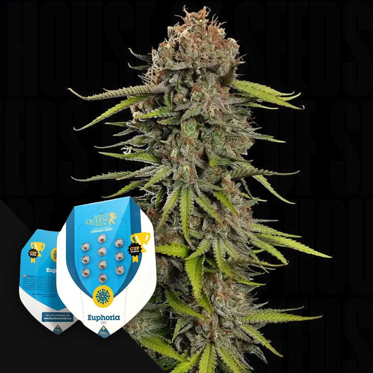 Royal Queen Seeds - Euphoria