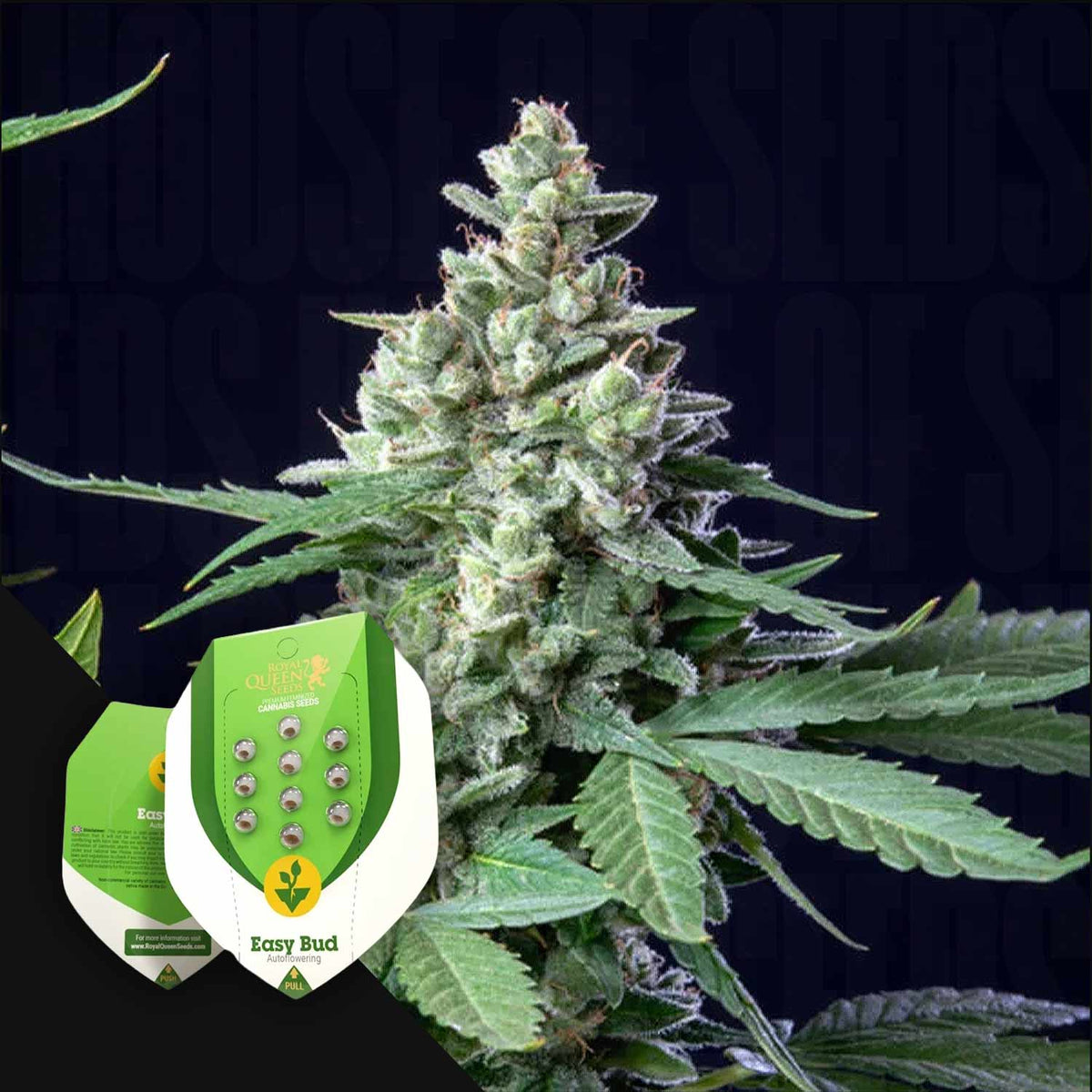 Royal Queen Seeds - Easy Bud