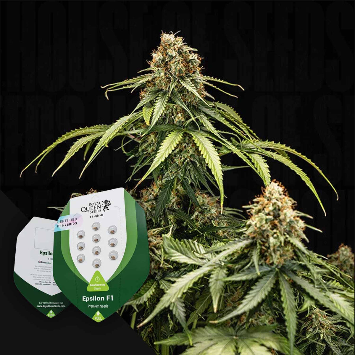 Royal Queen Seeds - Epsilon F1