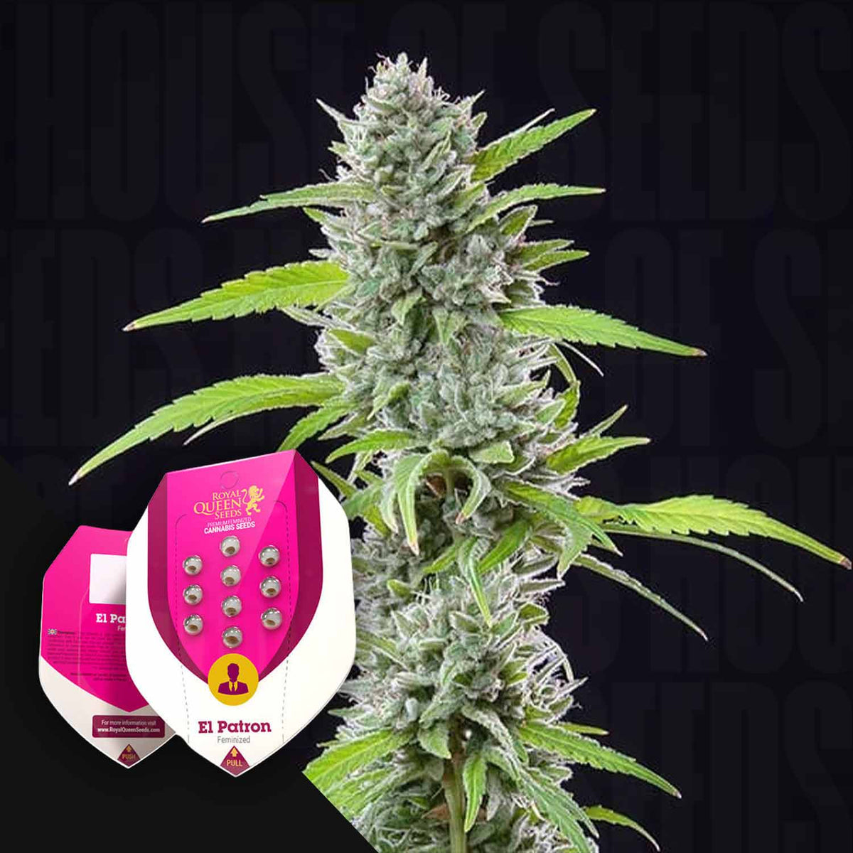Royal Queen Seeds - El Patron