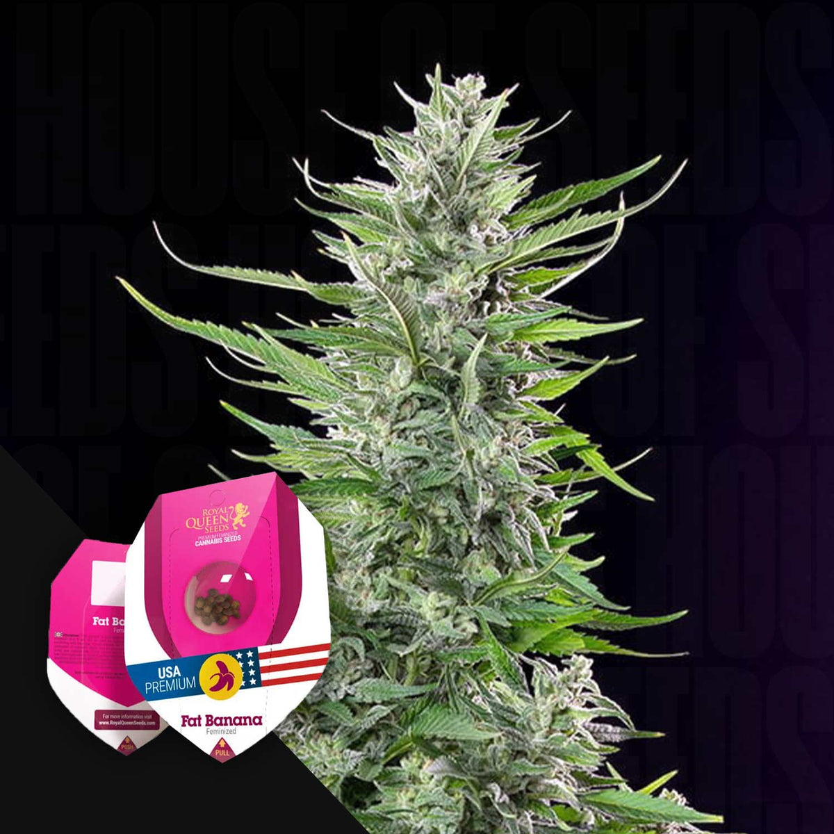 Royal Queen Seeds - Fat Banana