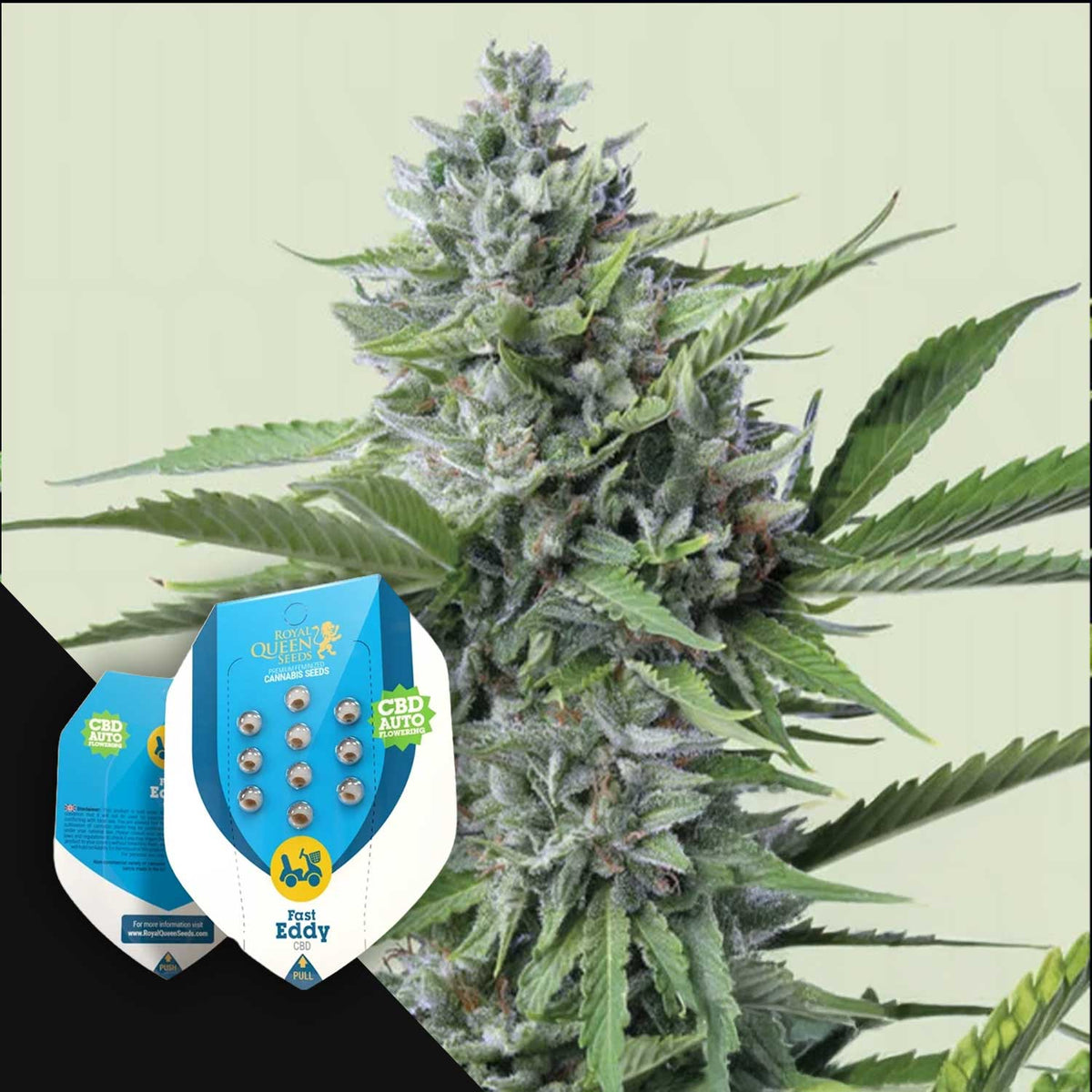 Royal Queen Seeds - Fast Eddy Automatic CBD